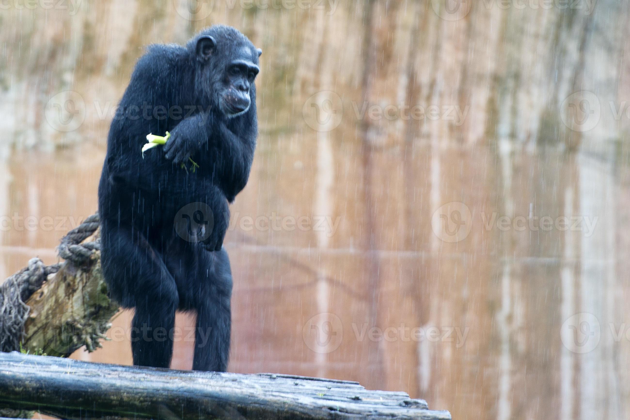 macaco chimpanzé macaco 17366162 Foto de stock no Vecteezy